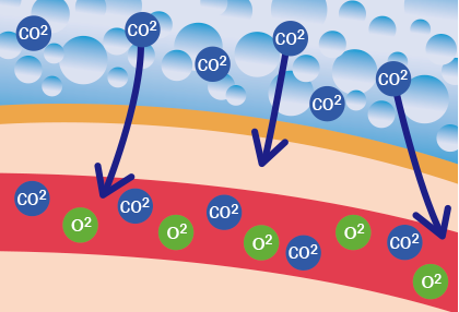 毛細血管に高濃度炭酸泉の炭酸（CO2）が浸透する