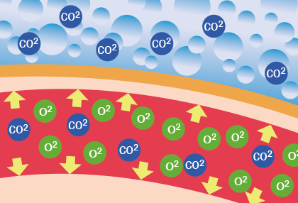 CO2を取り込んだ分だけ酸素も取り込もうと血管が拡張する