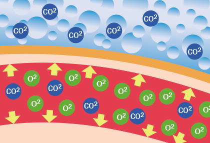 CO2荞񂾕_f荞ƌǂg